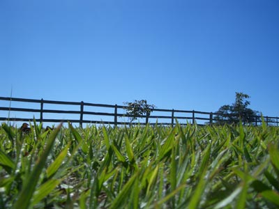 Agricultural Land for Sale Agricultural Land